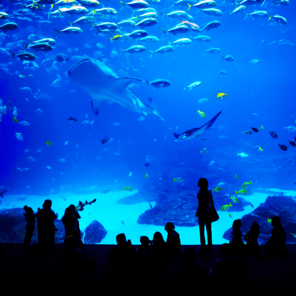 Kid at an aquarium near Centra At North Druid Hills in Atlanta, Georgia