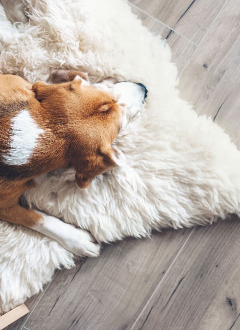 View our pet policy at Marquis at Legacy in Plano, Texas