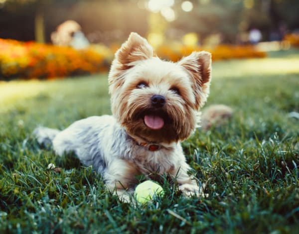 Puppy playing with a tennis ball outside of Westerly in Dallas, Texas