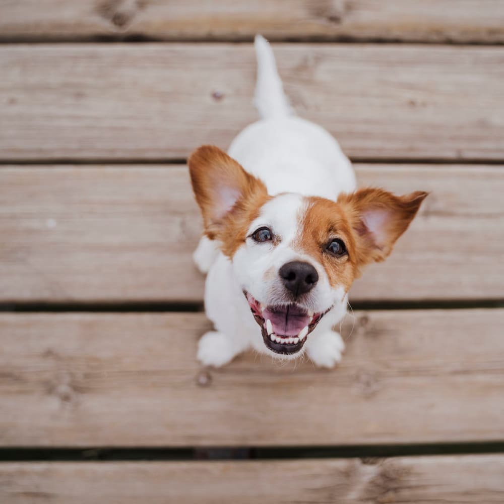 Pet-friendly homes at The Reese at Eastchase in Fort Worth, TexasT