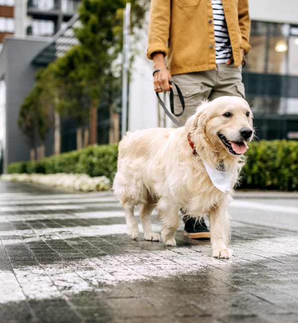 A resident walking their dog outside near Residences at Congressional Village in Rockville, Maryland