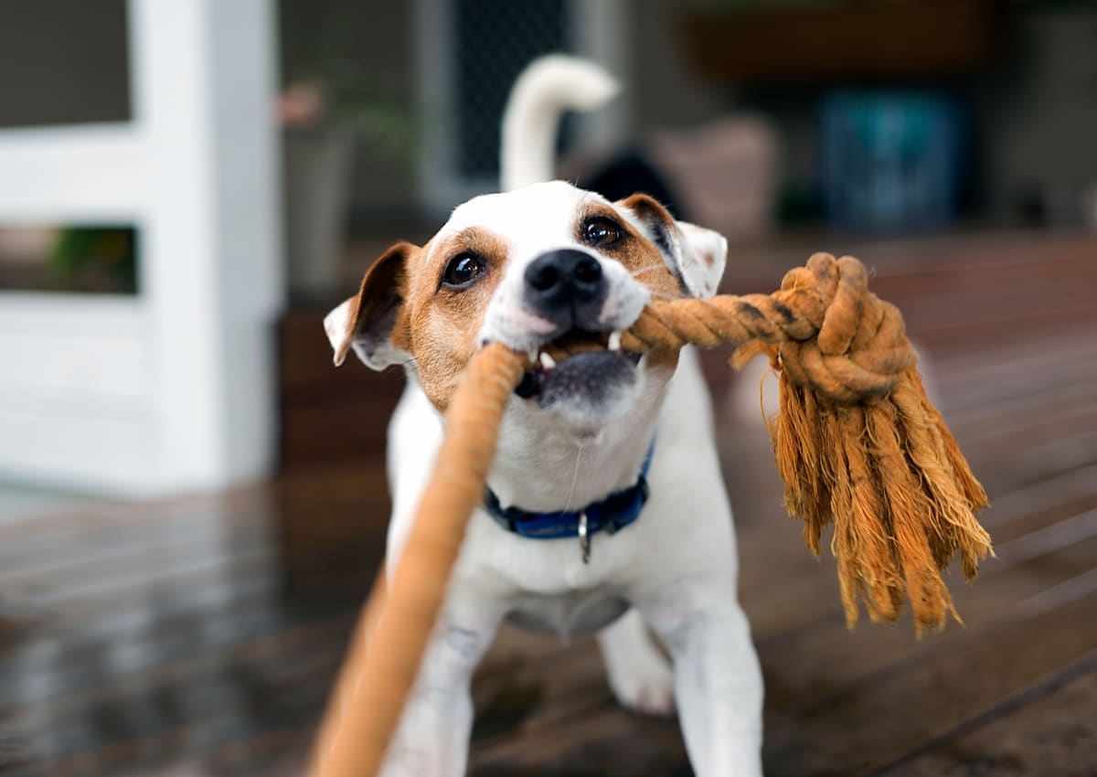 Pet friendly apartments with onsite dog park at The Pointe at Siena Ridge in Davenport, Florida