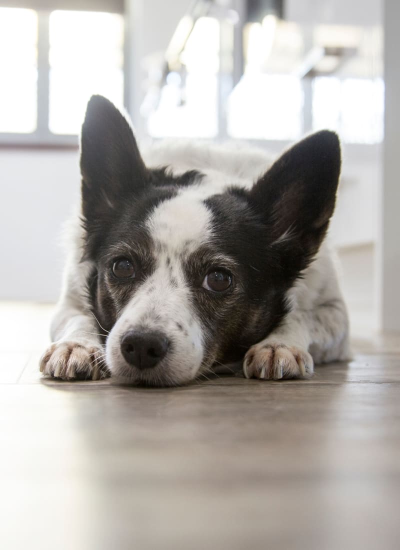 View our pet policy at Marquis Castle Pines in Castle Pines, Colorado