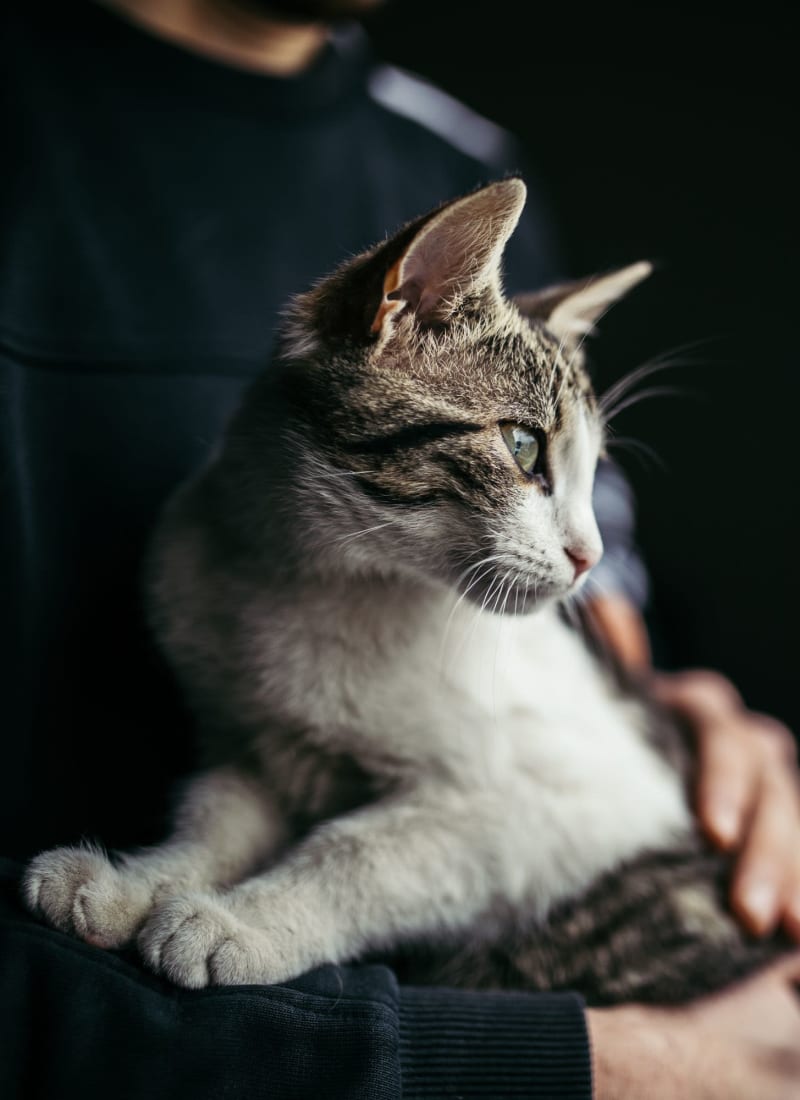 Pet fees at Marquis on Lakeline in Cedar Park, Texas