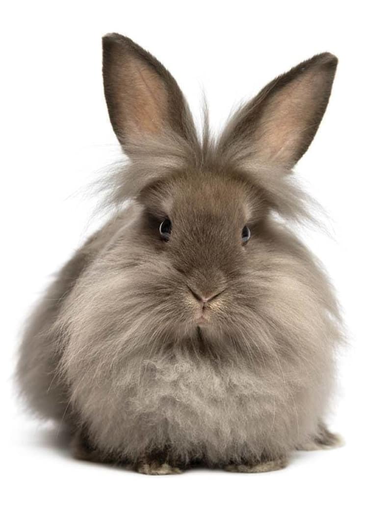 Fluffy bunny at Niles Veterinary Clinic in Niles, Ohio