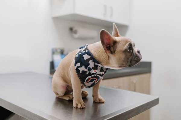 Resdeint dog sitting on metal surface at Clifton on 7th in Phoenix, Arizona