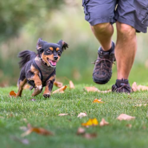 A resident and a dog running at South Mesa II in Oceanside, California