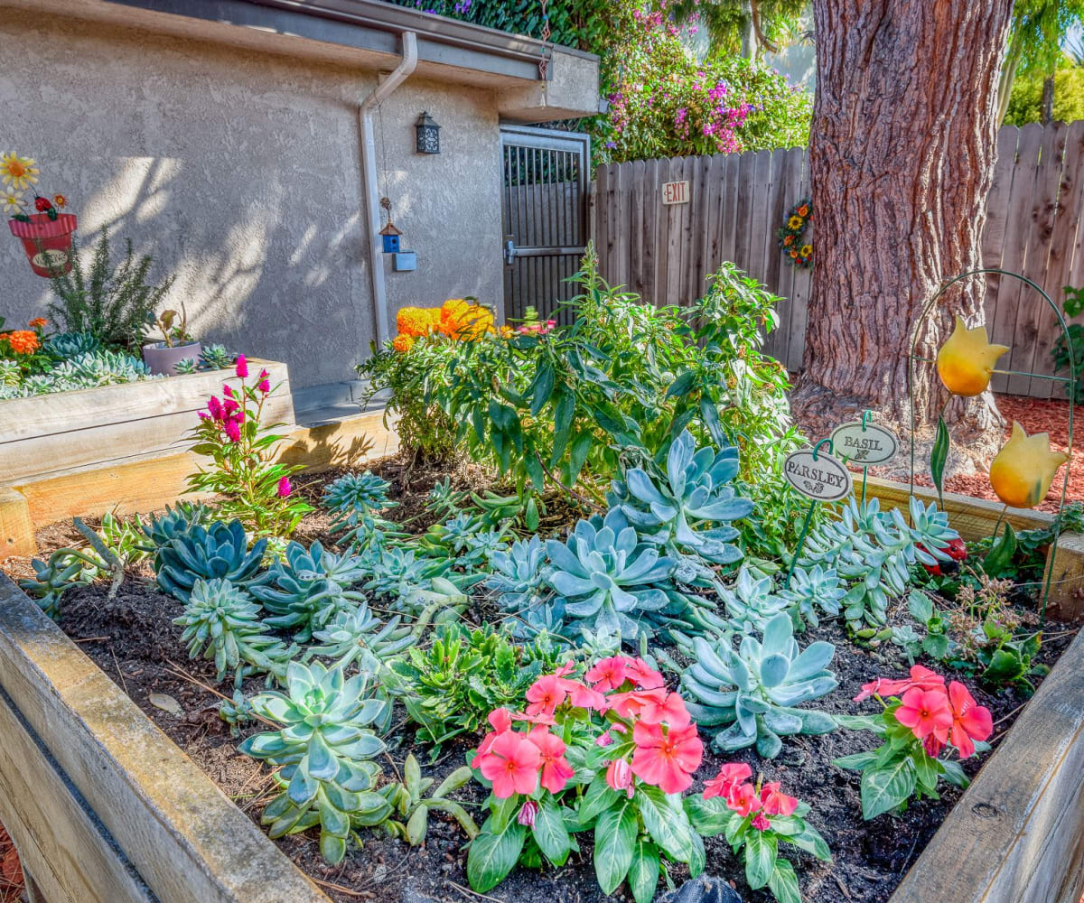 Raised planters at Pacifica Senior Living South Coast in Costa Mesa, California