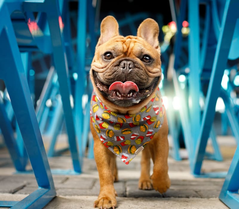 Dog with bandana outside of Marq Uptown in Austin, Texas