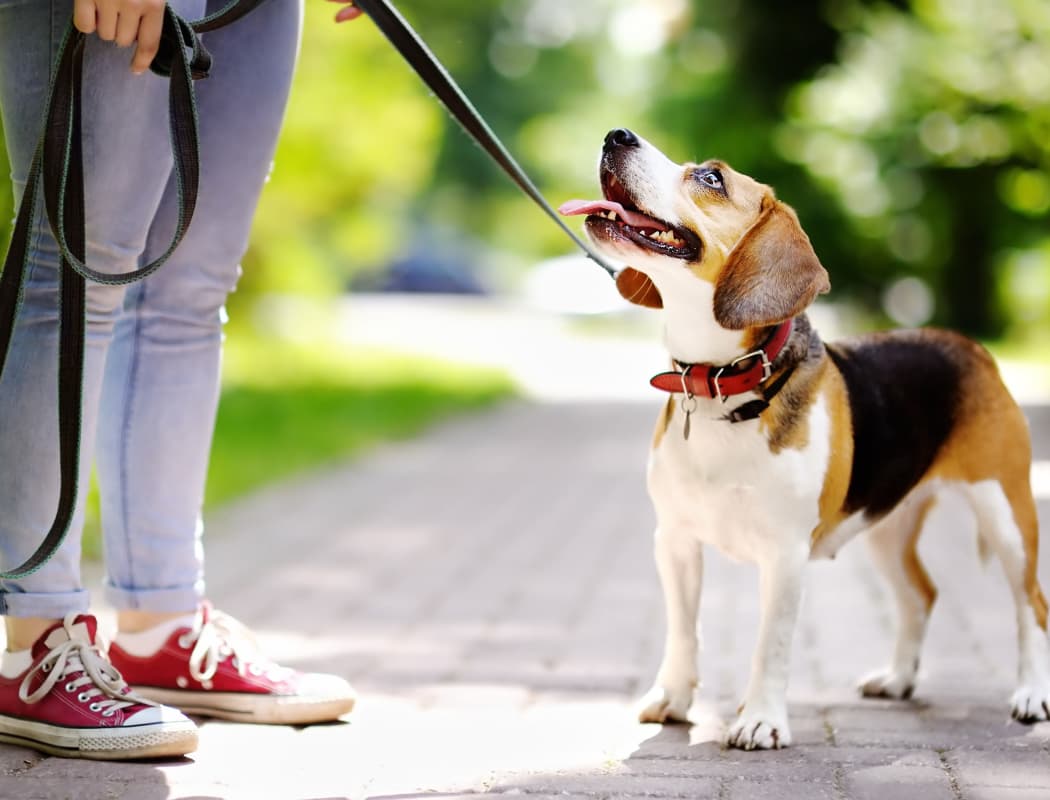 Resident out walking her dog at Woodbriar Apartments in Chesapeake, VA