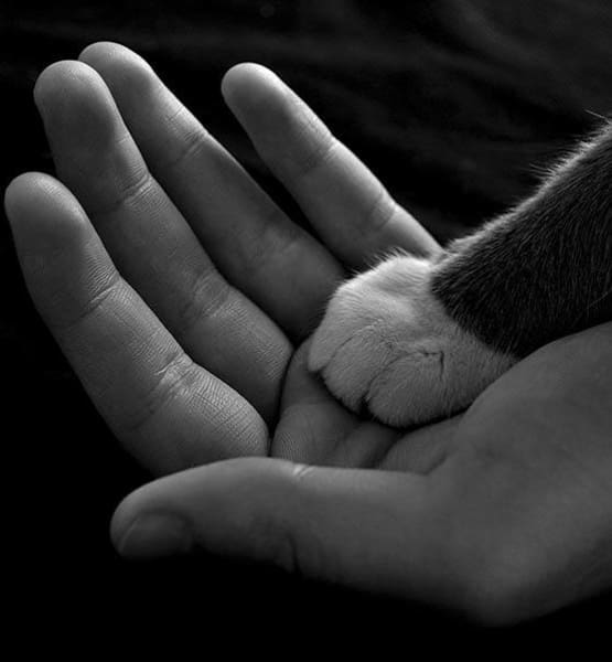 Cat paw in human hand at Value Pet Clinic - Kent