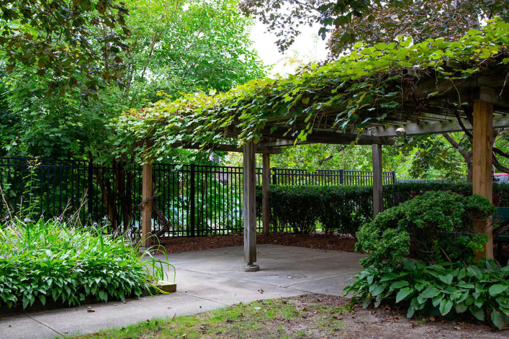 Wooden pergola with green vines at Victory Gardens in East Boston, Massachusetts