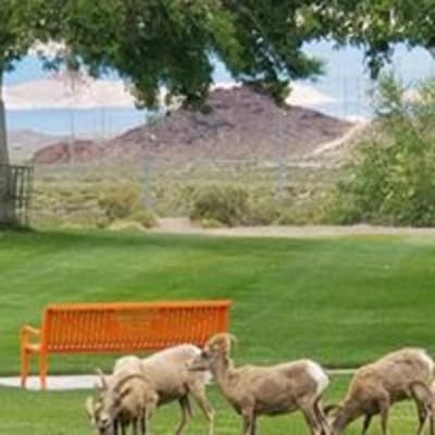 Lakeview Terrace of Boulder City offers great employee programs