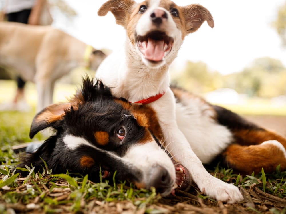 Happy dogs at The Archer in Sacramento, California