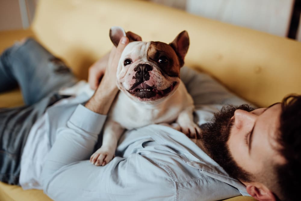 Happy dog laying on a resident at Cleo Luxury Apartments in Dallas, Texas