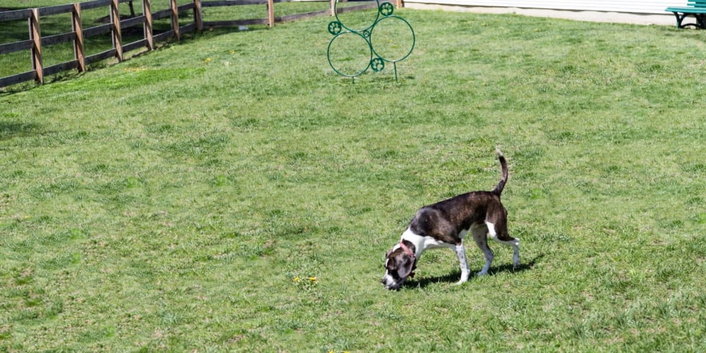 Dog at community dog park at The Preserve at Beckett Ridge Apartments & Townhomes in West Chester, Ohio