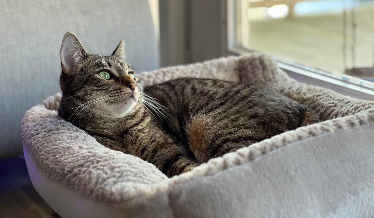 Resident's pet cat at Rutherford Glen in Atlanta, Georgia