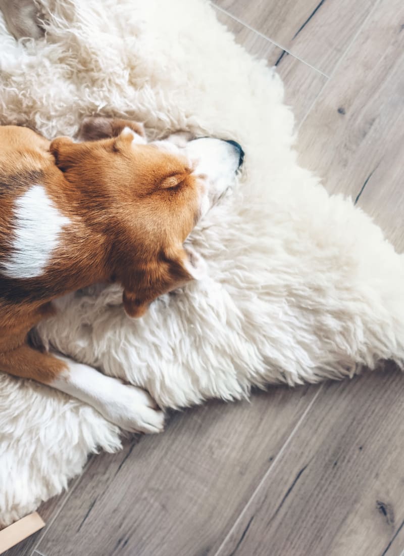 Pet fees at Marquis at Legacy in Plano, Texas