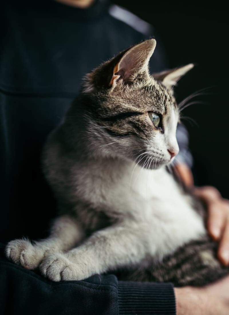 Two pets maximum per apartment at Marquis at Stonebriar in Frisco, Texas