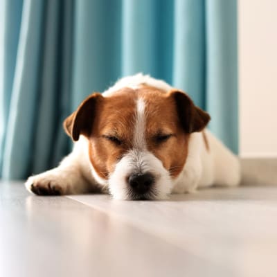 Sweet dog at Las Fuentes Resort Village in Prescott, Arizona