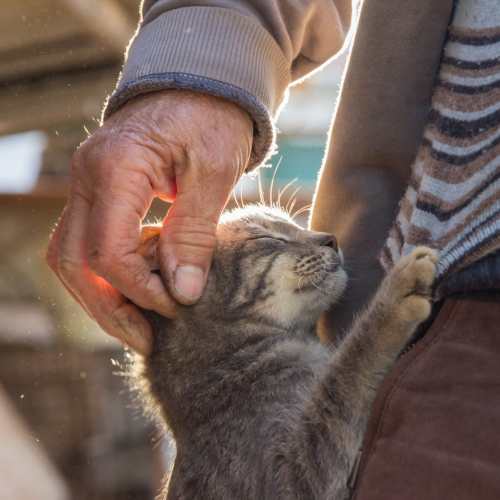  Resident petting their cat at Cascade Park in Colorado Springs,Colorado
