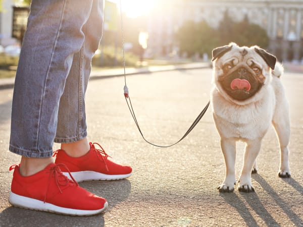 Resident and her happy pup living at Brio Apartment Homes in Glendale, California