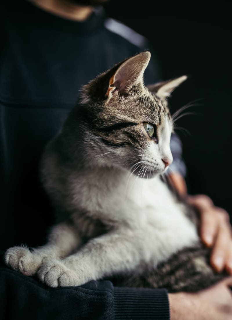 No pet weight limits at Marquis at Waterview in Richardson, Texas