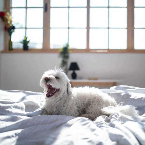 A happy dog on a bed at Acclaim at Greenbrier, Chesapeake, Virginia