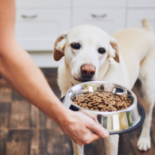 Pet-friendly homes at Markwood Apartments in Burlington, Washington