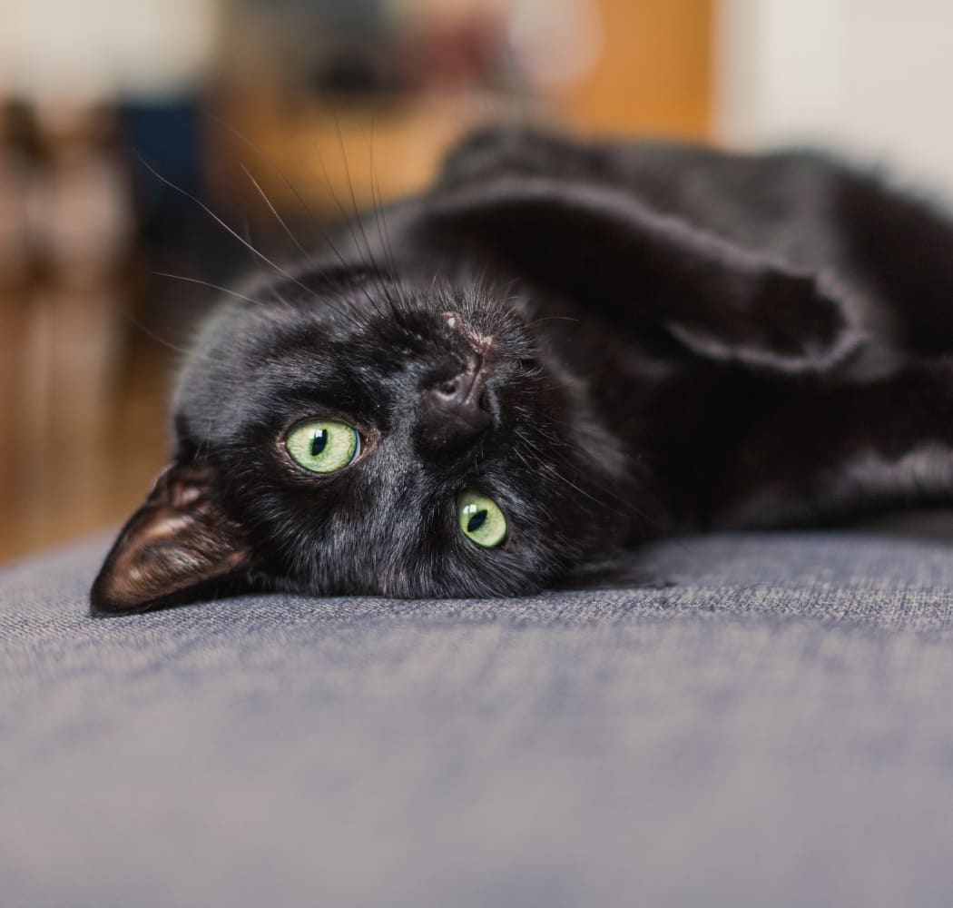 Happy cat laying on the couch at Icon at Norman in Norman, Oklahoma