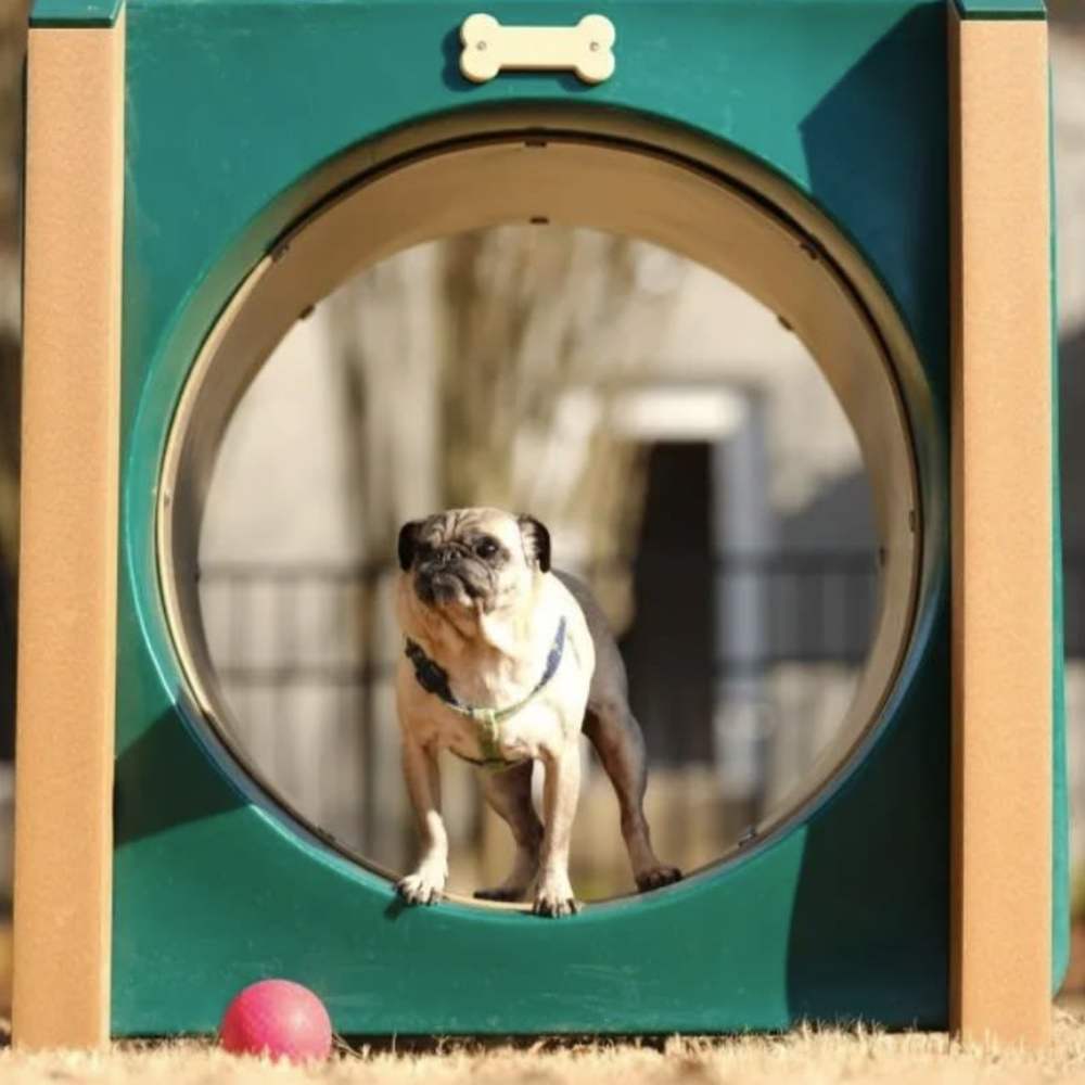 Resident's pet enjoying the pet park at Midtown Square Chattanooga Apartments in Chattanooga, Tennessee