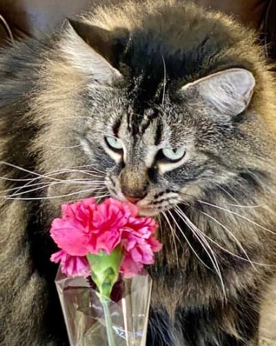 Cat with a Flower at Sun Oak Senior Living