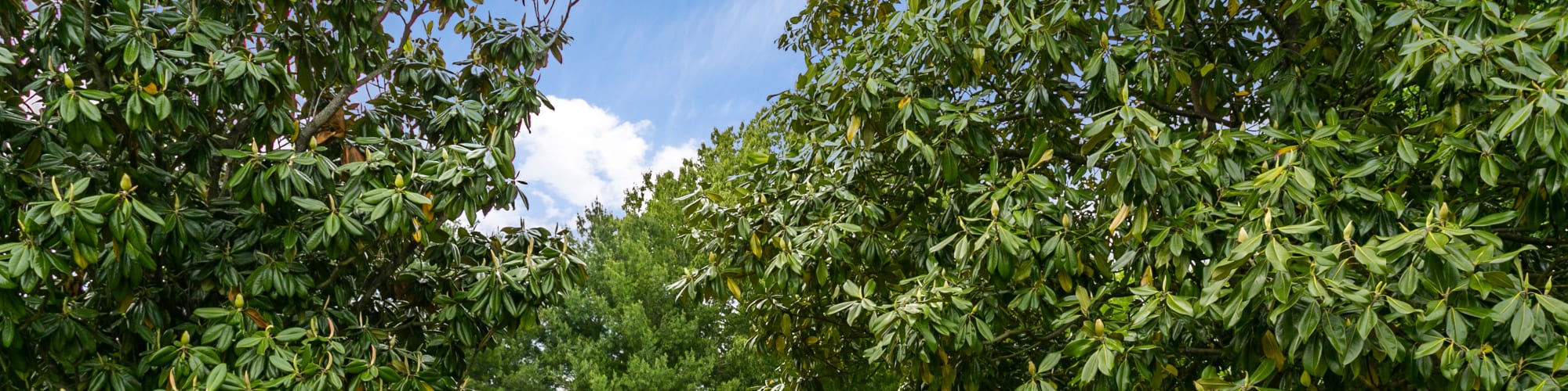 Photos of Magnolia Place in Franklin, Tennessee