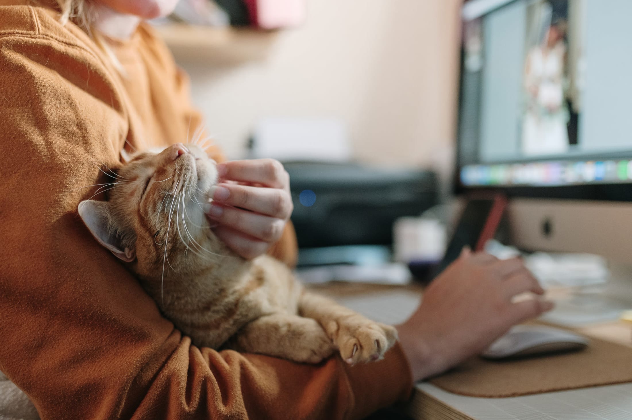 Resident petting their cat while working from home at Pointe at Northern Woods in Columbus, Ohio