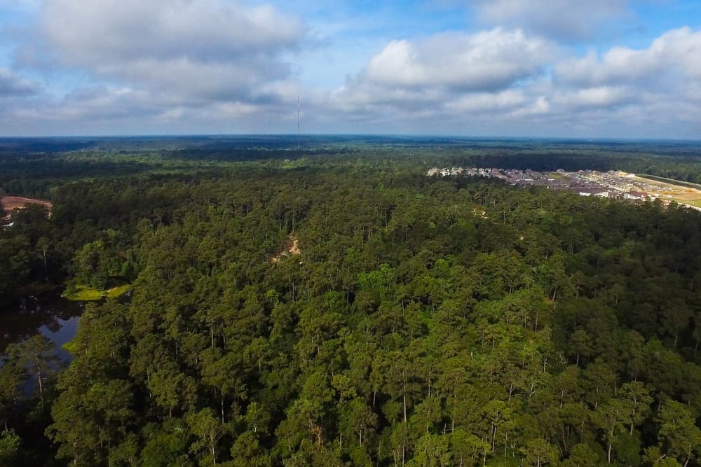 Dense forest neighborhood near Anatole at the Pines in Conroe, Texas