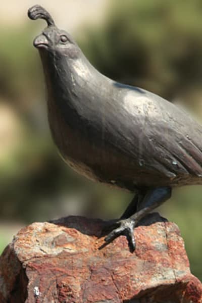 Quail statue at Quail Park on Cypress in Visalia, California