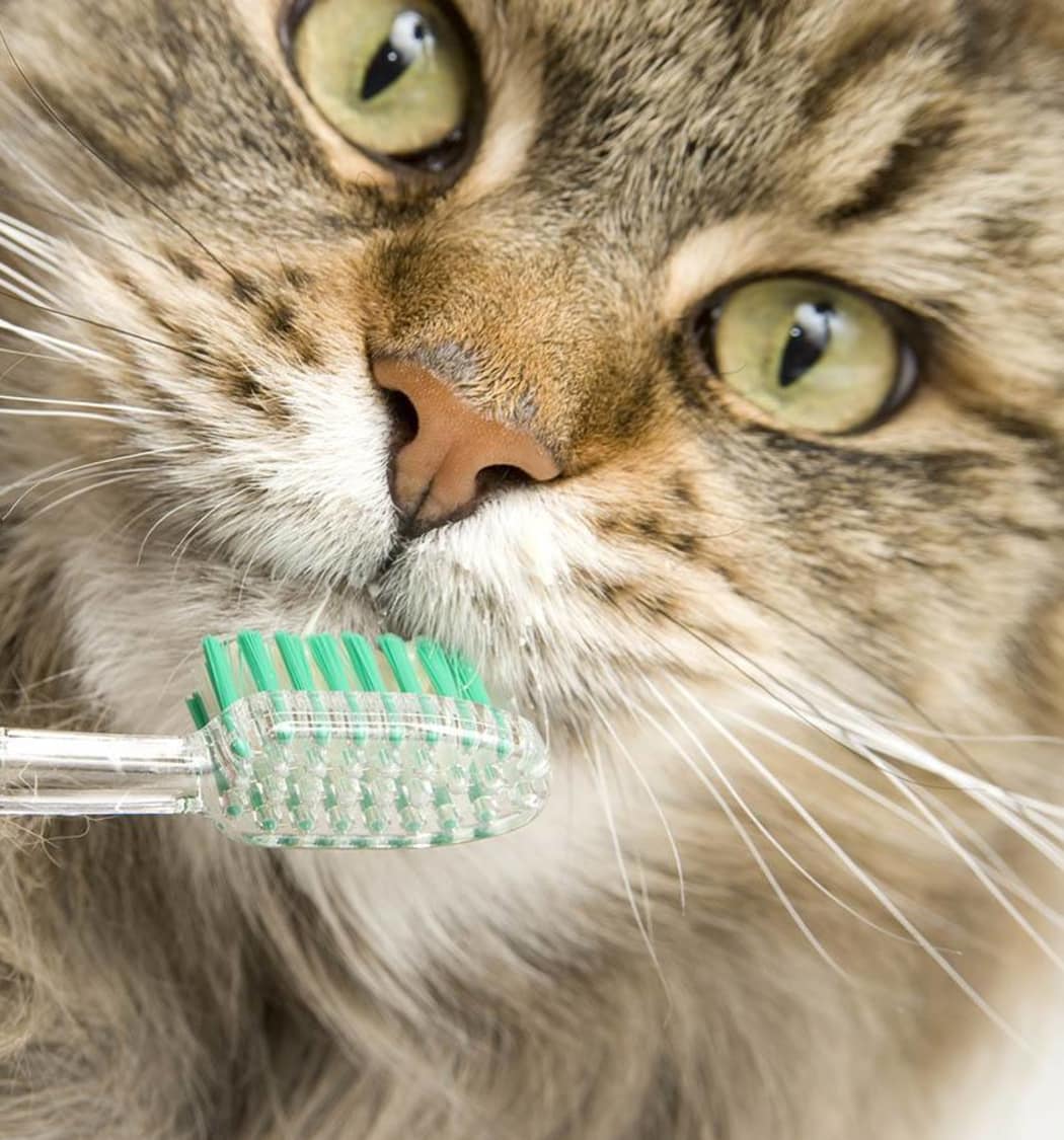 Kitty closeup when he's about to get his teeth brushed at Value Pet Clinic - Tacoma