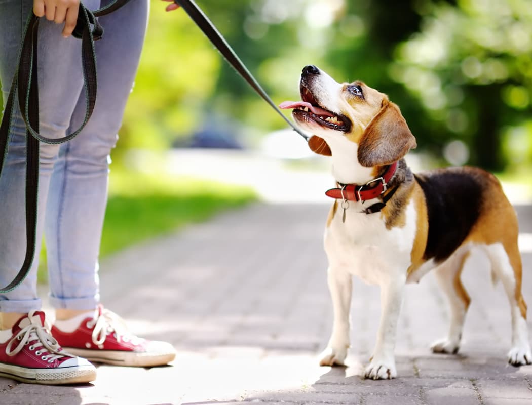 Happy dog walking with its owner near Pembroke Lake Apartments in Virginia Beach