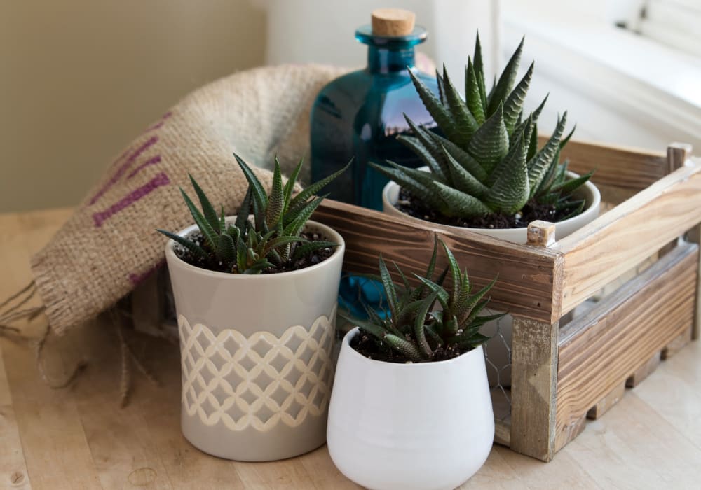Succulent decor at The Trails at Canyon Crest in Riverside, California