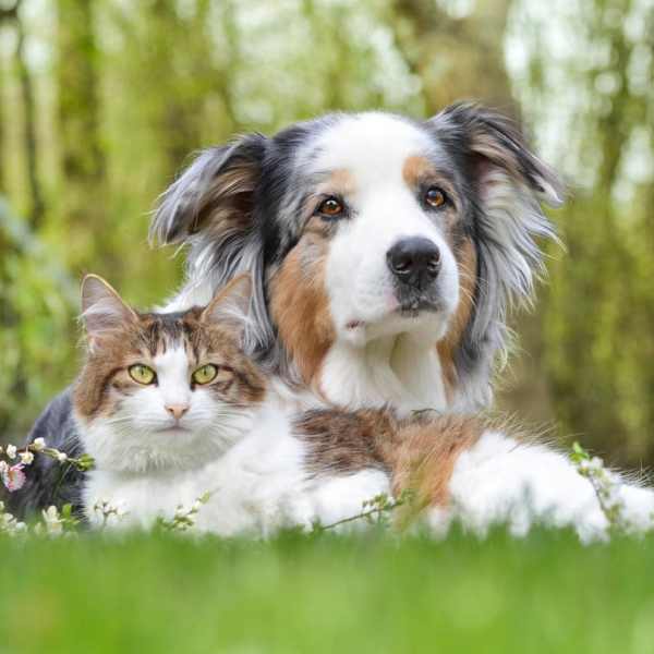 Happy dog and cat in a park at Regency Apartment Homes in Williston, North Dakota