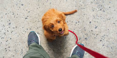 Dog ready for a walk at River Terrace in Sacramento, California