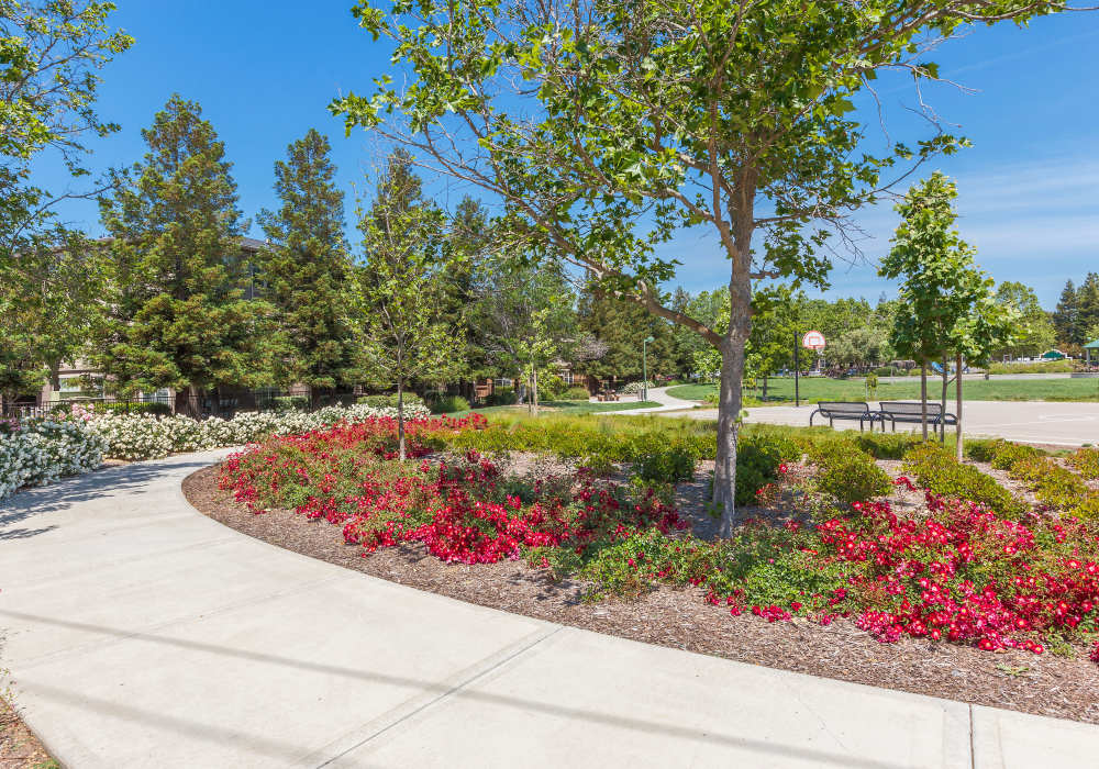 Outdoor area with greenery at Park Hacienda Apartments in Pleasanton, California