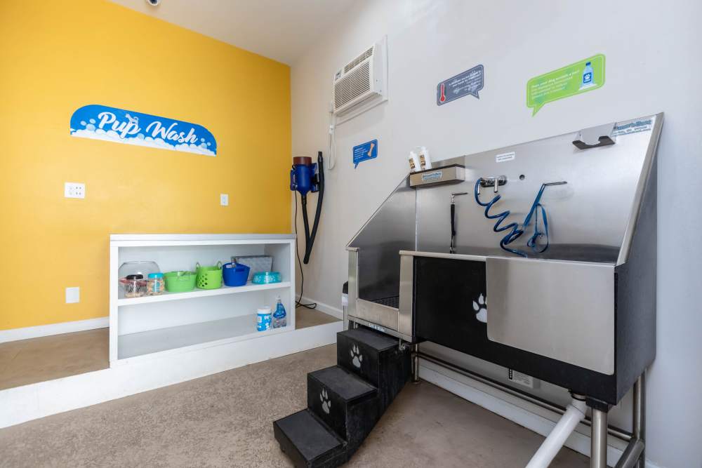 Community pet wash at Camellia in Raleigh, North Carolina