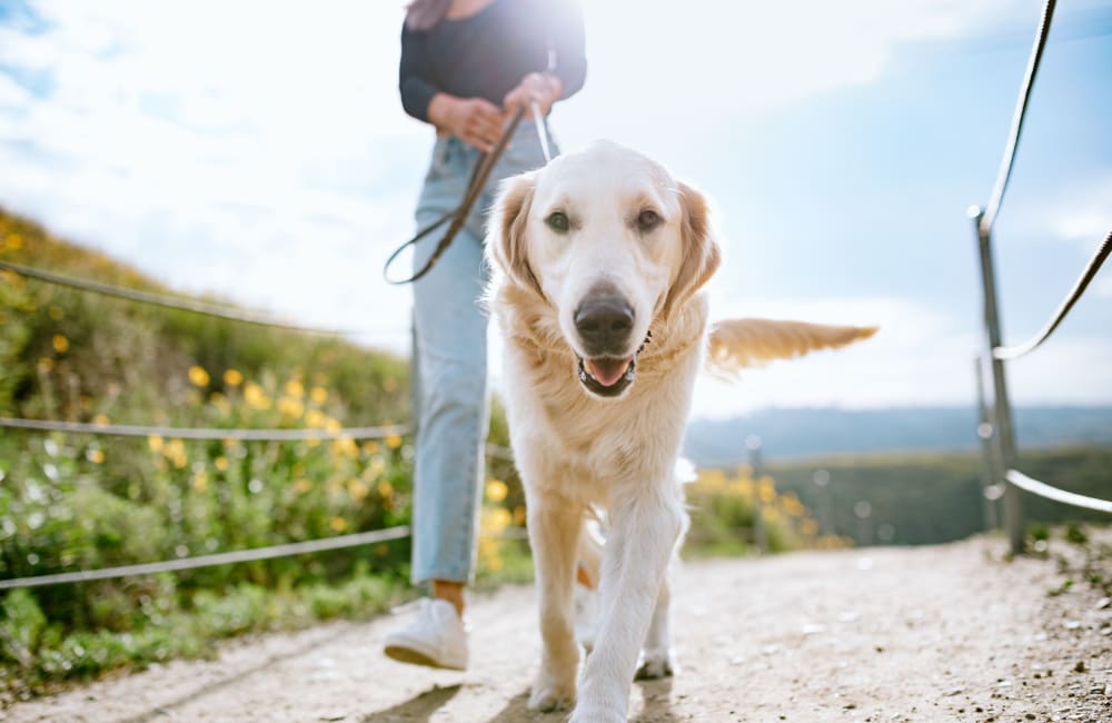 Resident taking her happy dog on a walk in Charleston, South Carolina near Grande Oaks Parc