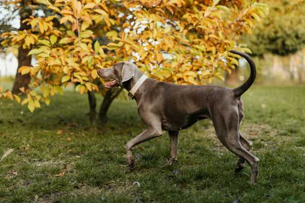 dog at a nearby park