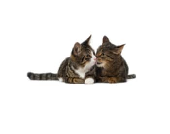 Two brown cats at Civic Feline Clinic in Walnut Creek, CA