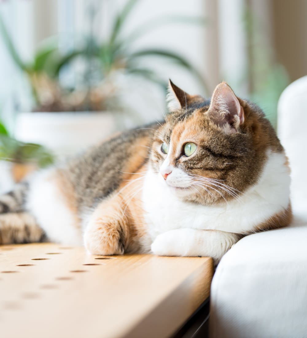 Cat looking out a window at Fox Park Apartments in Plymouth, New Hampshire