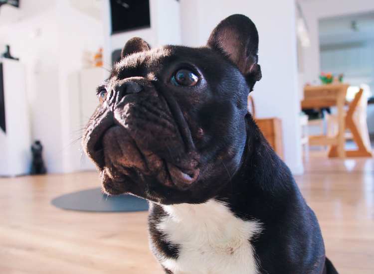 Dog in a living room of an apartment at Borden Place Apartments in Fall River, Massachusetts