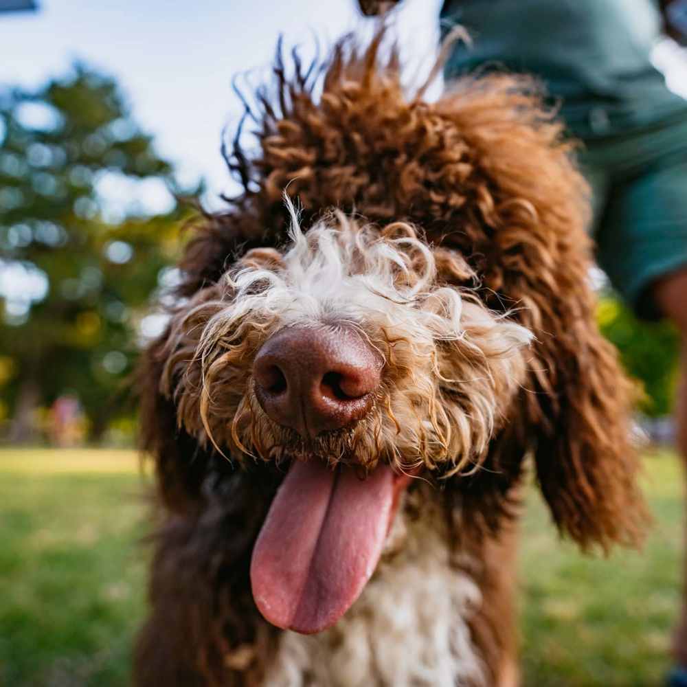 View the pet policy for The Row at Barrett in Kennesaw, Georgia