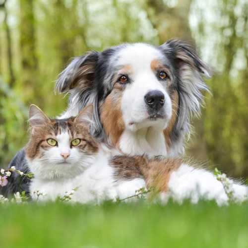 Dog and cat in the grass at University Commons in Williston, North Dakota